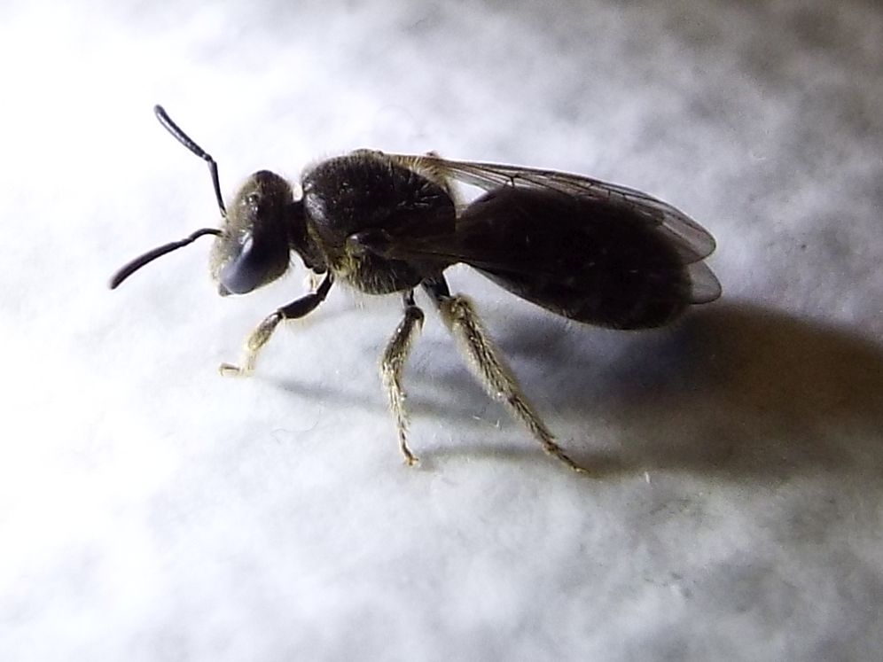 Lasioglossum sp.  (Apidae Halictinae)